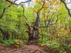 vermutliche über 800 Jahre alte Eiche im Nordwesten des Großen Vilm
