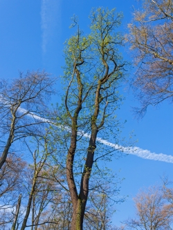 verkümmerte, stark verlichtete Krone einer absterbenden Eiche