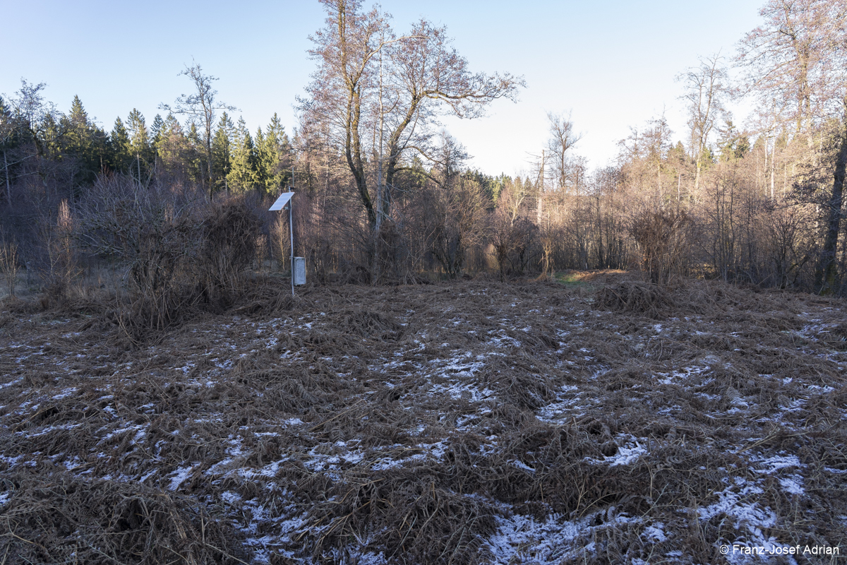 NLP_Eifel_Adlerfarn-1