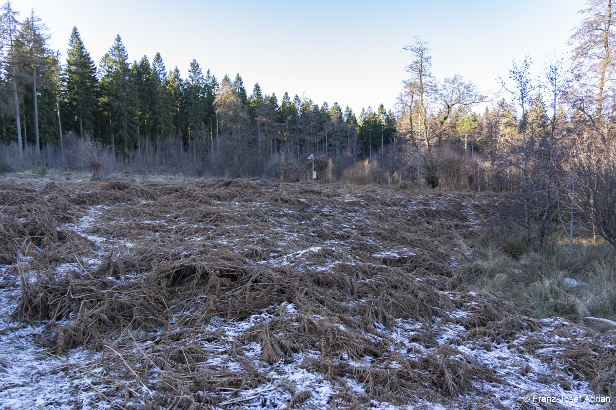 NLP_Eifel_Adlerfarn-4