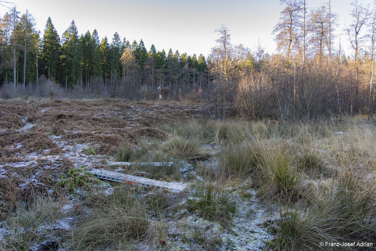 NLP_Eifel_Adlerfarn-5