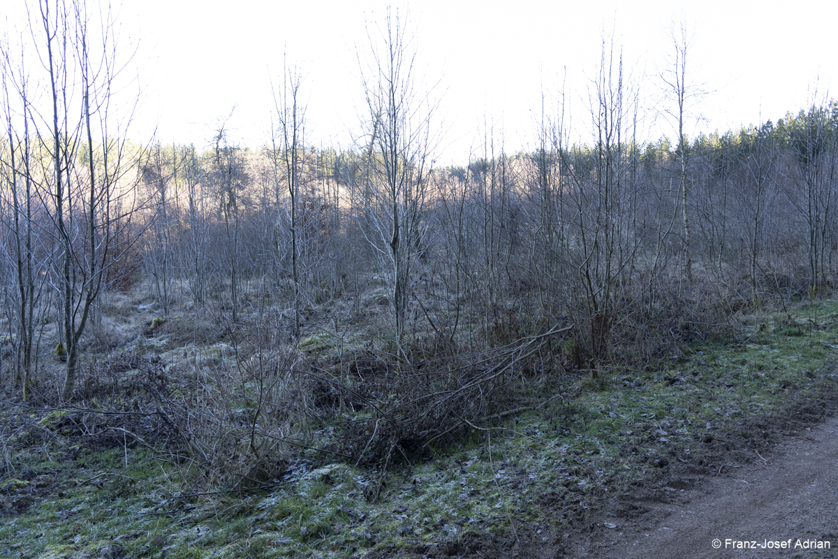 NLP_Eifel_Wuestebach-1