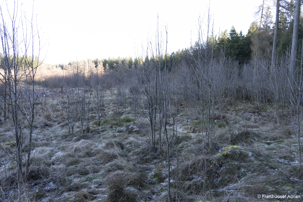 NLP_Eifel_Wuestebach-3