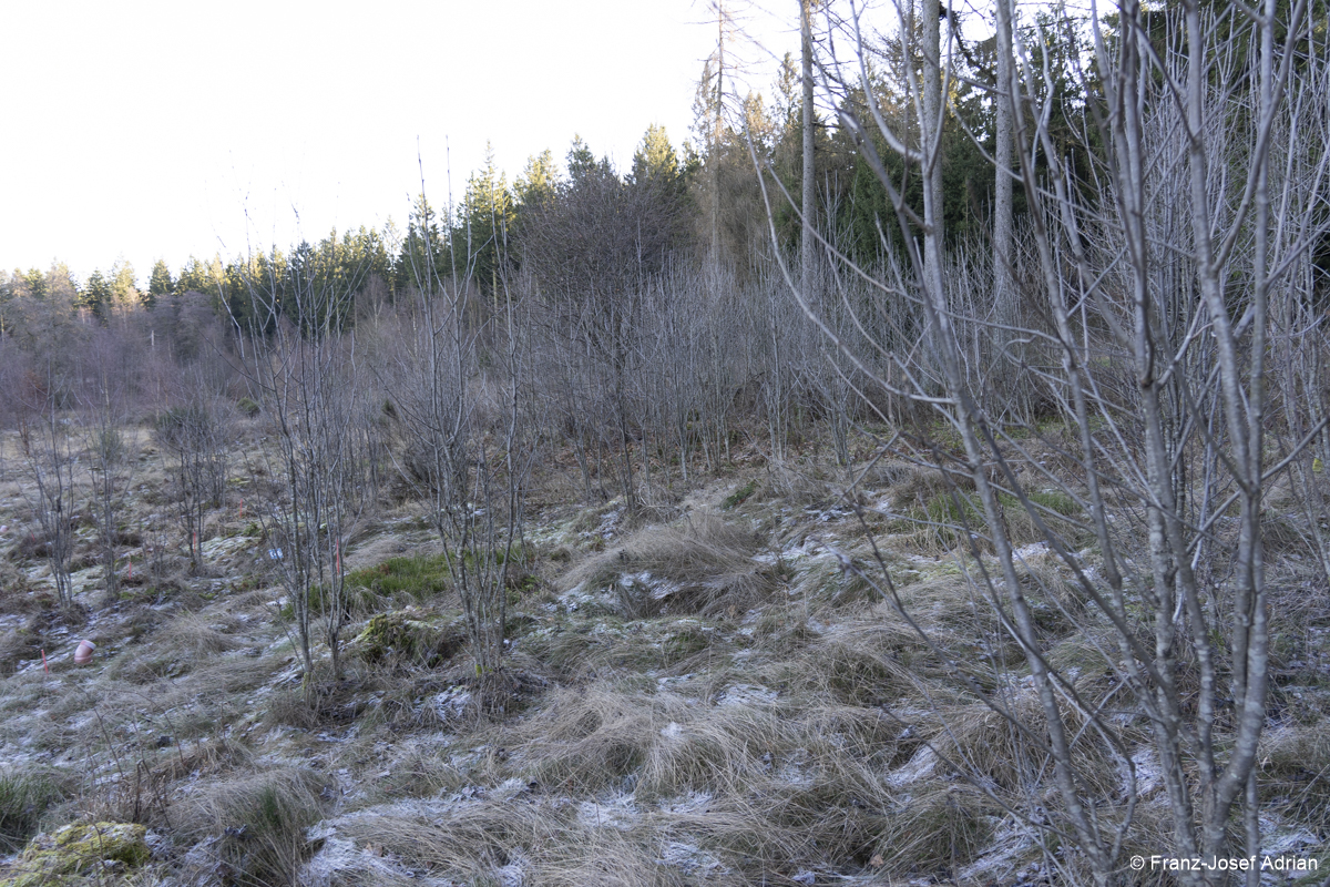 NLP_Eifel_Wuestebach-6