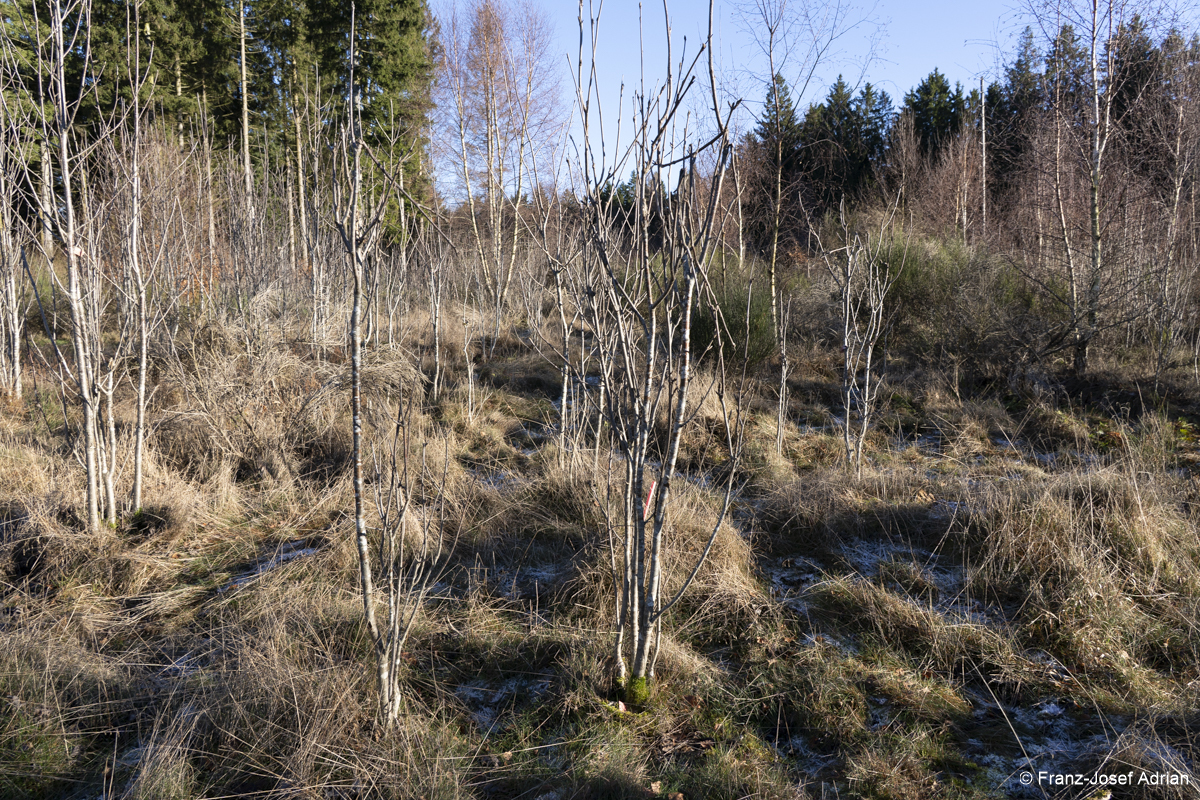 NLP_Eifel_Wuestebach-7