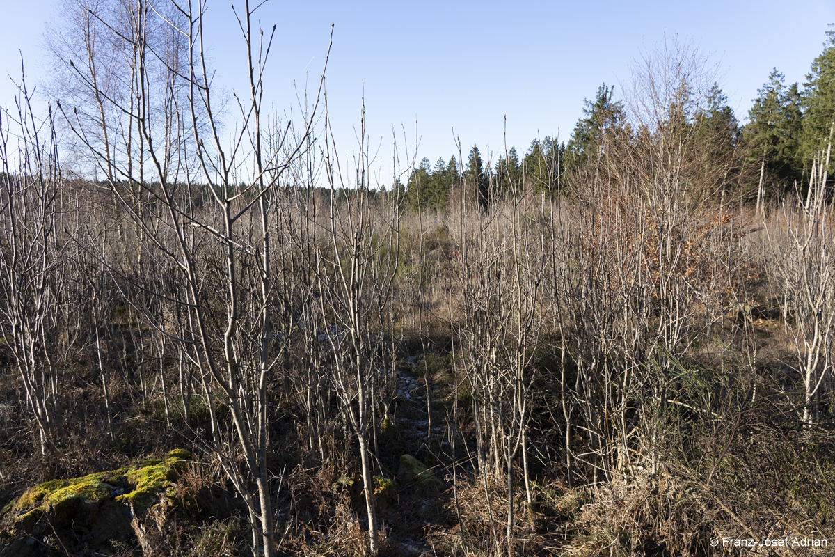 NLP_Eifel_Wuestebach-9