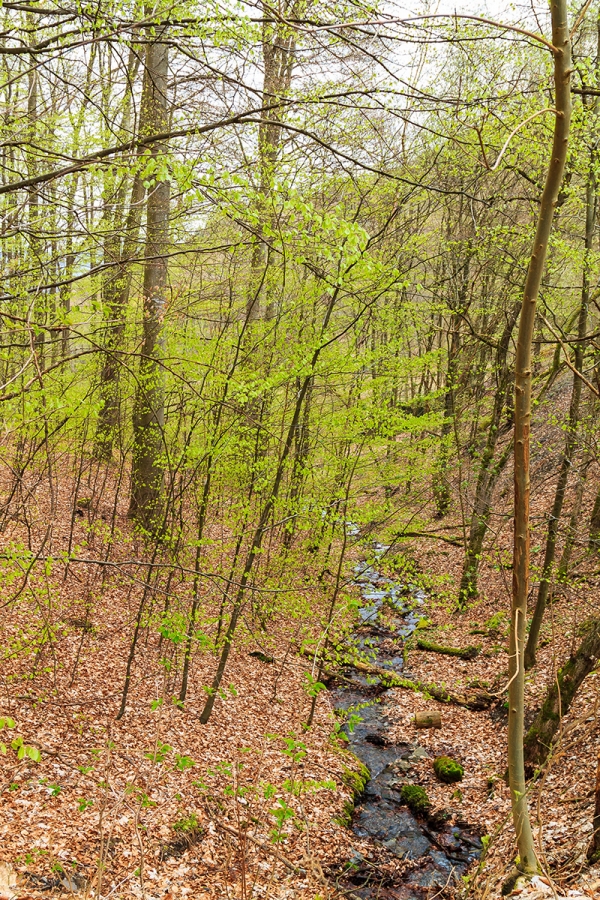 naturnaher Bach im Buchenwald