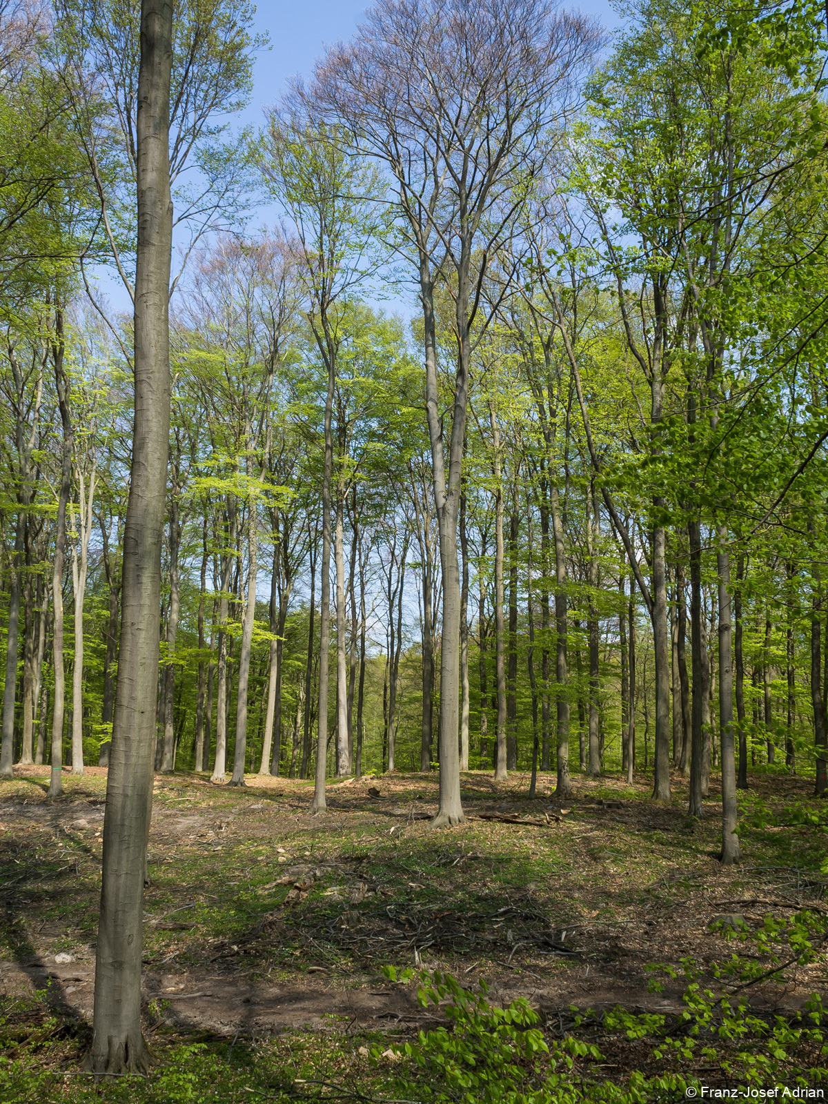 Nach der Hochdurchforstung