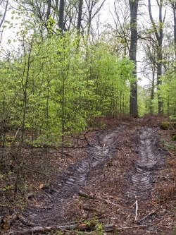 Rückegasse in Buchenjungbestand