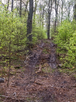 Rückegasse in Buchenjungbestand