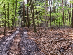 Rückegasse mit verdichtetem Waldboden