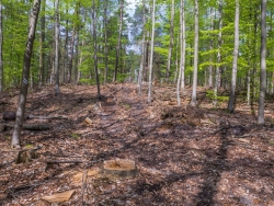Rückegasse und überall Spuren des Holzeinschlags