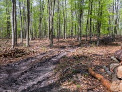 Rückegasse und überall Spuren des Holzeinschlag