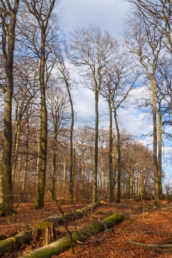 riesige Löcher im Kronendach