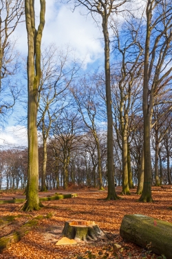 gefällte Buchen am Wegrand