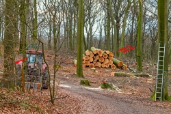 Holzrausch im Brinkmannsfeld