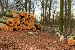 Polter mit gefällten Buchen am Schrülkampweg