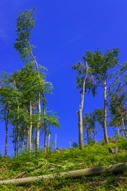 traurige Überreste eines falsche waldbaulichen Konzepts