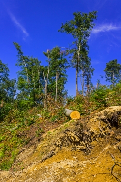 verwüsteter Schirmschlag-Wald
