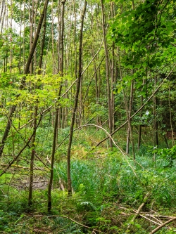 Sumpf mit abgestorbenen Eschen