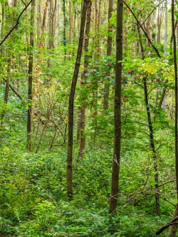 Vogelbeerbäume im Sumpfgebiet