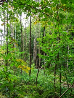 abgestorbene Eschen im Sumpf