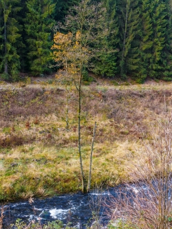 Erle allein am Bach