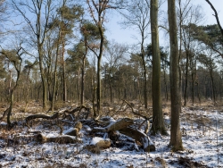 Große Freiflächen nach Kahlschlag