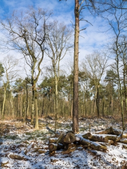 Im Hintergrudn vom Kahlhieb verschonte Altbuchen