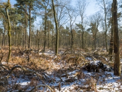 Adlerfarn überwuchert Erlen
