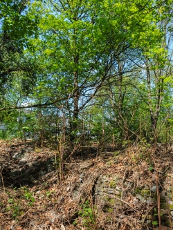 alte Steinmauer, im Hintergrund Bergahorn