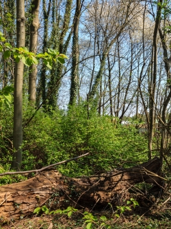 liegendes Totholz, im Hintergrund blühende Vogelkirsche