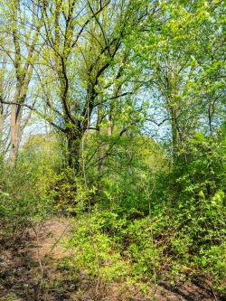Lindenbaum
