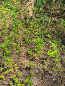 natürliche Verjüngung mit Eschen