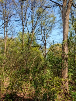 riesige alte Linden im Hintergrund