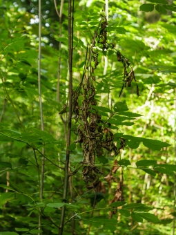 abgestorbene Triebe an junger Esche