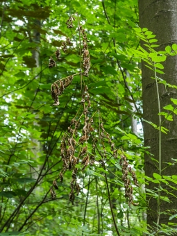 abgestorbene junge Esche