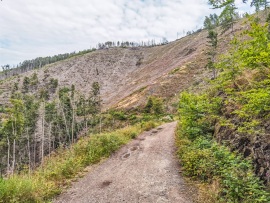 Ilsenburg_Landeswald-HD-1