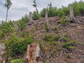 Ilsenburg_Landeswald-HD-10