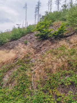 Ilsenburg_Landeswald-HD-12