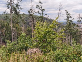 Ilsenburg_Landeswald-HD-15