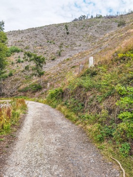 Ilsenburg_Landeswald-HD-2