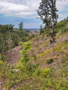 Ilsenburg_Landeswald-HD-6