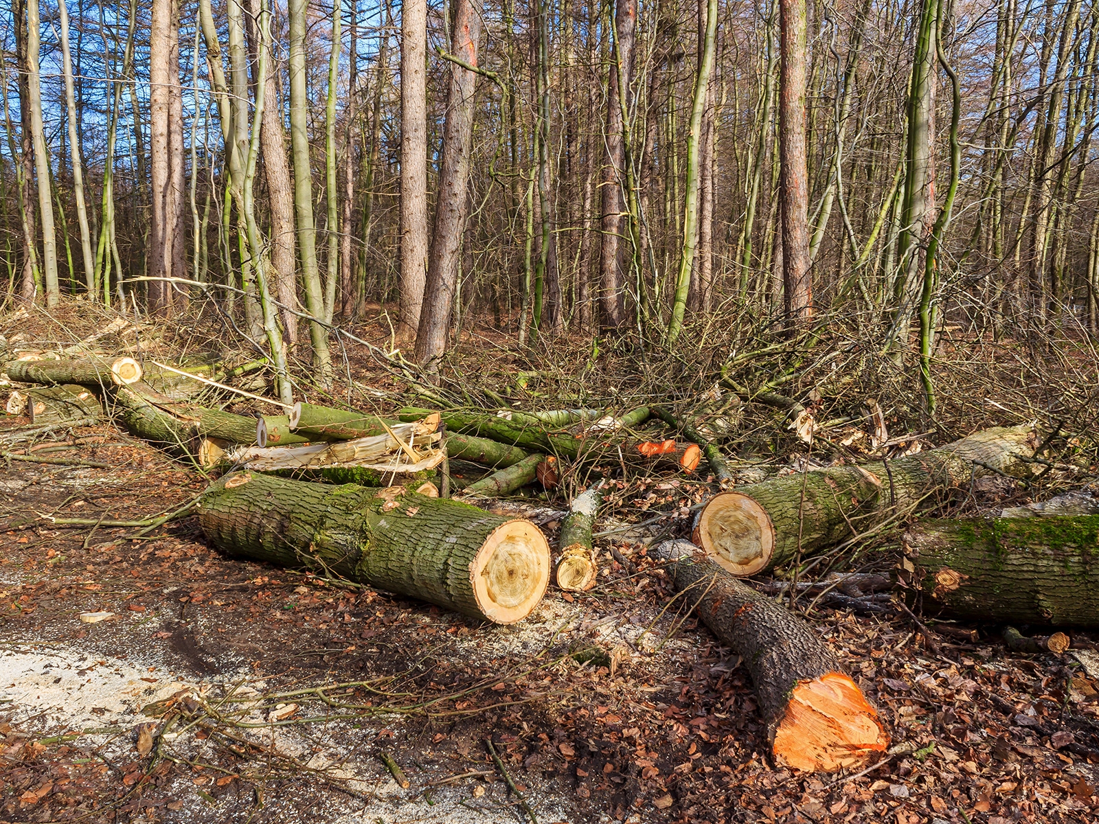 "Alte bodensaure Eichenwälder auf Sand"