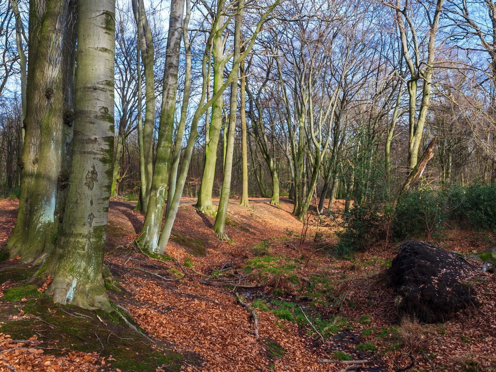 Reste des ehemaligen Altbuchenwalds am Spechtsbach