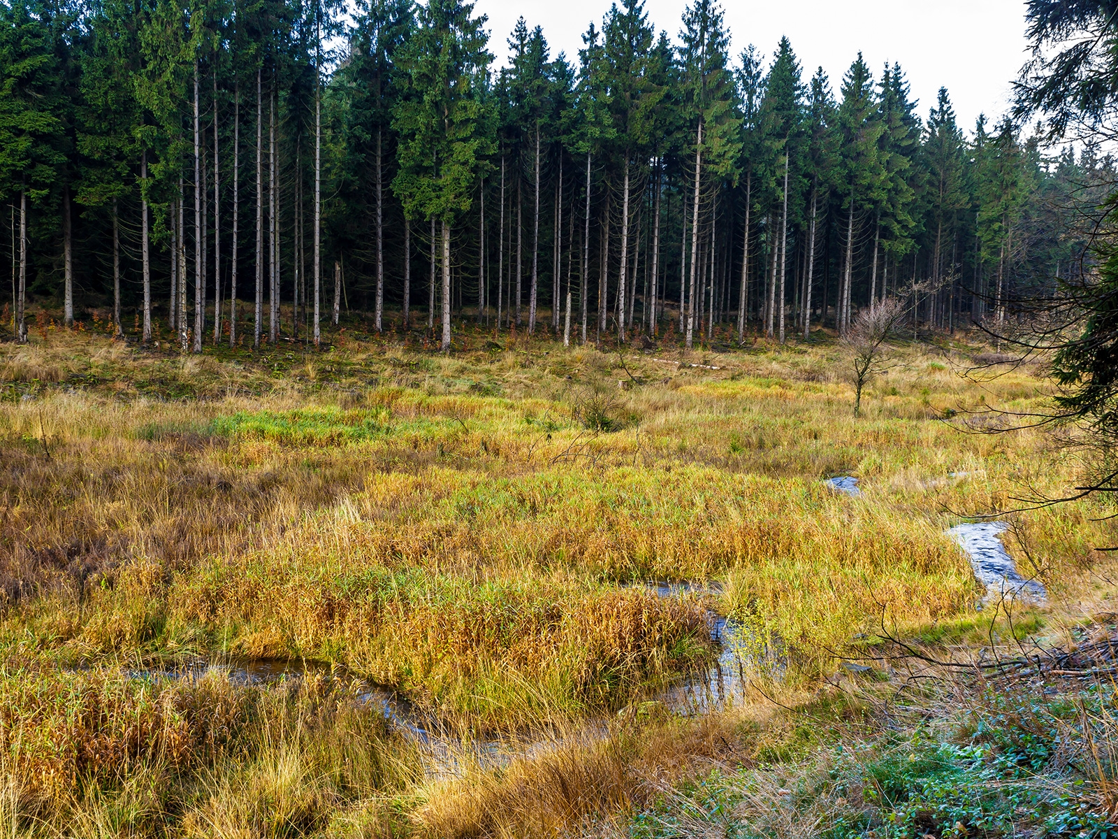 "Bachrenaturierung" am oberen Fuhrtsbachtal