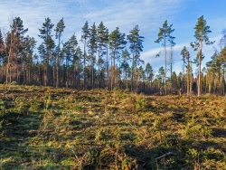 sturmanfällige Kiefern am westlichen Rand des Kahlschlags