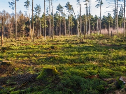 dicht gedrängte junge Fichten am Waldboden