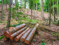 ein Wald löchrig wie ein Schweizer Käse