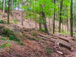 breite Rückegassen im Fichtenforst